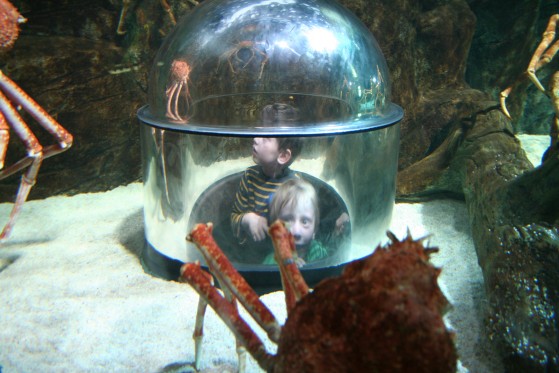 En verden af klodser</br>I Atlantis kan børnene komme helt tæt på kæmpe krabber, fisk og hajer.</br>Foto: Fine Spind - Sixten Therkildsen