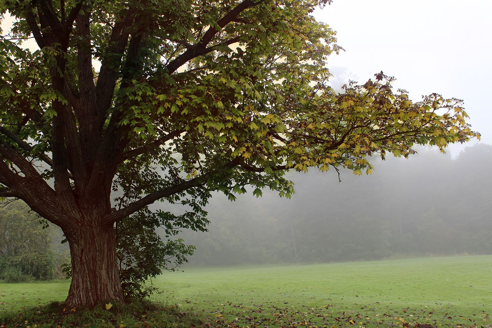 Livet er som blot et glimt i den store historie</br>Marguerite Yourcenar blev født i Belgien i 1903 og levede indtil 1987 </br>Foto: © Teodora Biberovic