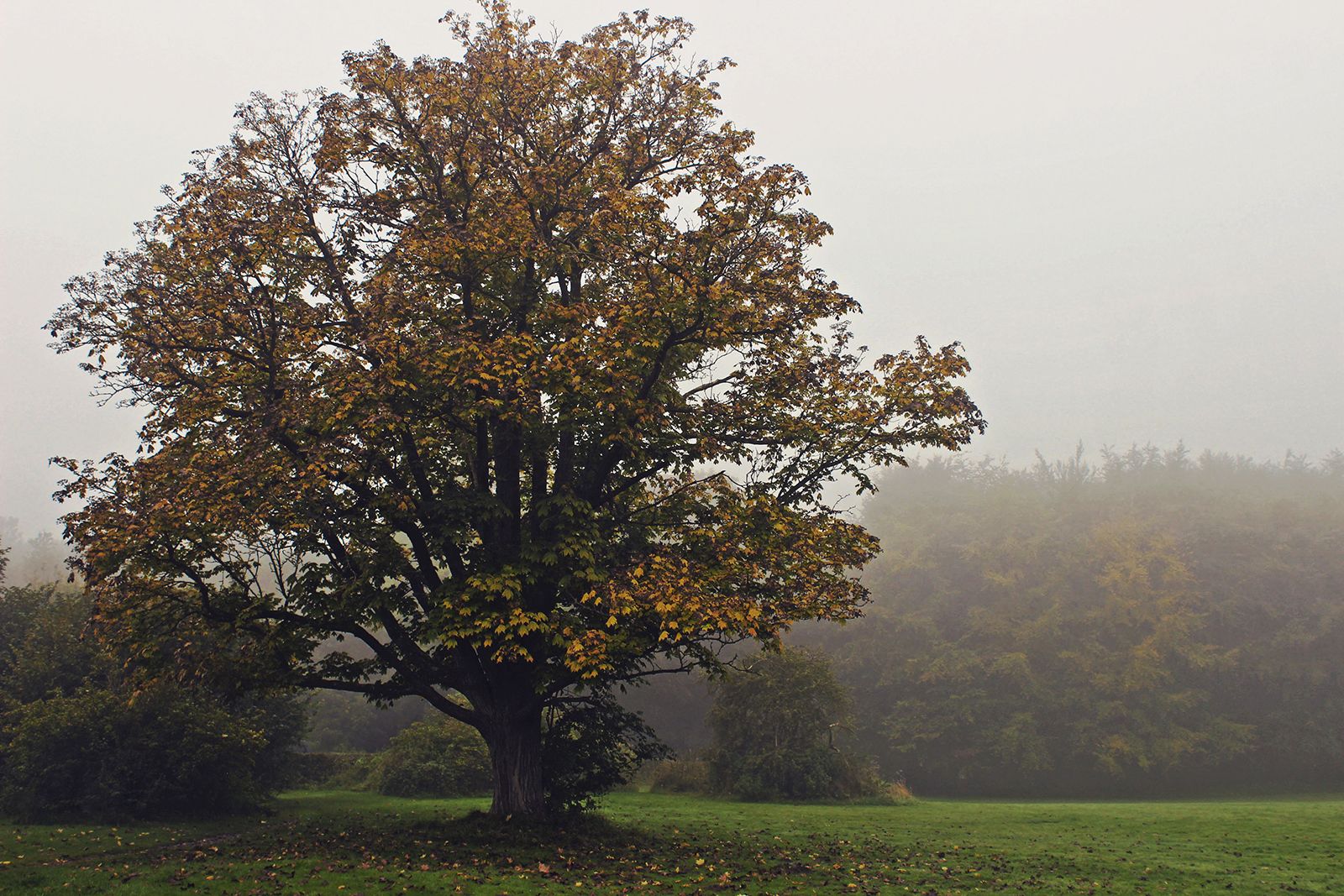 Livet er som blot et glimt i den store historie</br>'Jeg ved, at vores ødelæggelse af naturen retfærdiggør ødelæggelsen af mennesket', skriver Marguerite Yourcenar </br>Foto: © Teodora Biberovic
