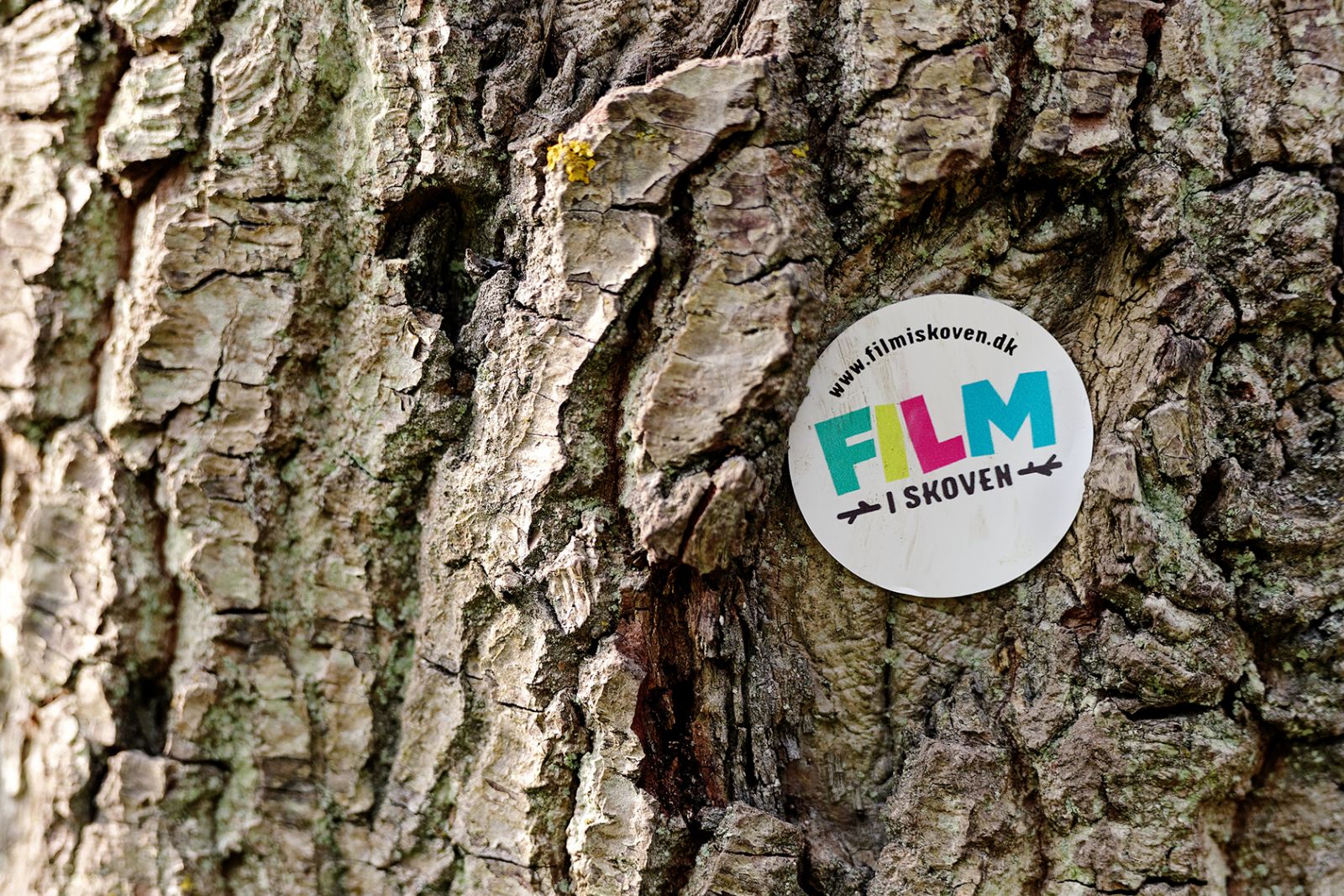 Mumitrolde, Thomas Buttenschøn og en hemmelig klub i skoven</br>I skoven udenfor festivalpladsen kan man gå på Grøffeldyrsjagt. </br>Foto: PR-foto / Film i skoven