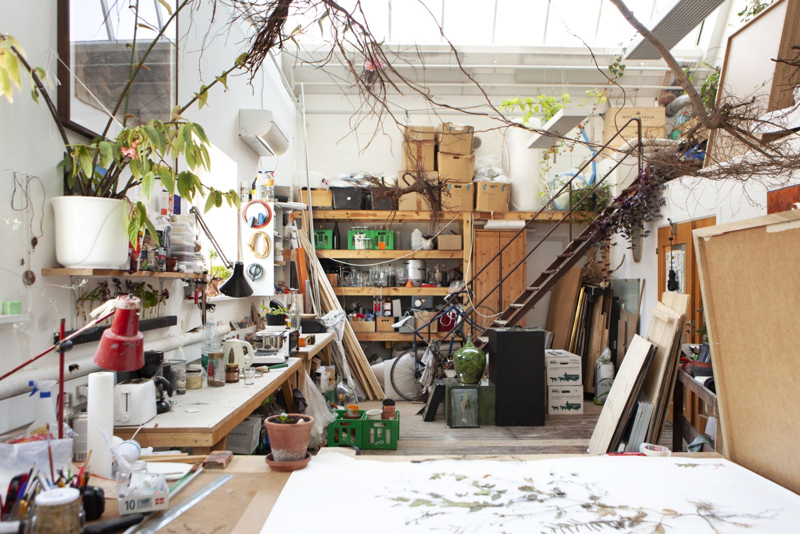 Kom med i Rune Bosses værksted</br>Rune Bosse henter planter i naturen udenfor og bearbejder dem i sit kunstlaboratorium.
<br /></br>Foto: Erika Svensson