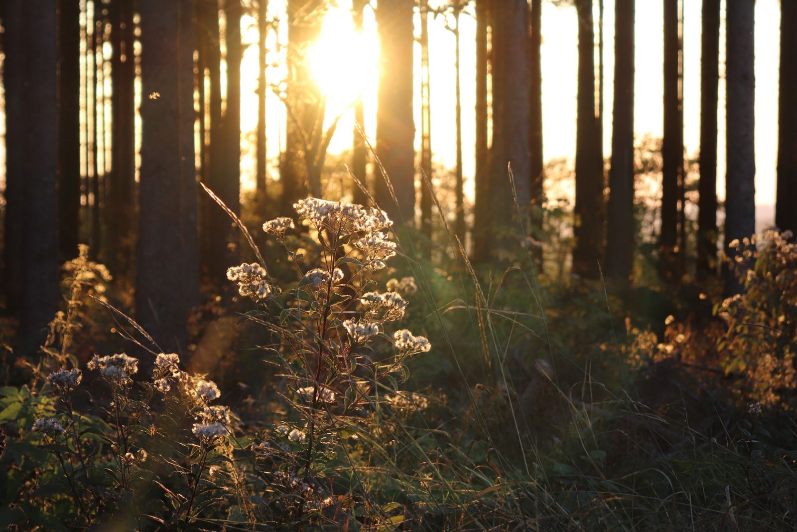 Ditte Grubes sange har endelig kæmpet sig ud af skovens mørke</br></br>Foto: Chris De Tempe