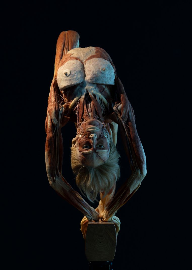 Kunsthal Aarhus forener kunst og ekstremsport</br>The Balance Beam Gymnast fra Gunther von Hagens' BODY WORLDS udstilling </br>Foto:  Institute for Plastination, Heidelberg - Enneke Hempen