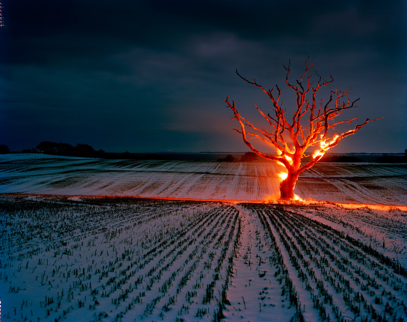 Fotograf Henrik Saxgren fandt ro i den vilde natur</br>Burning Tree, 2010.</br>Foto: Henrik Saxgren