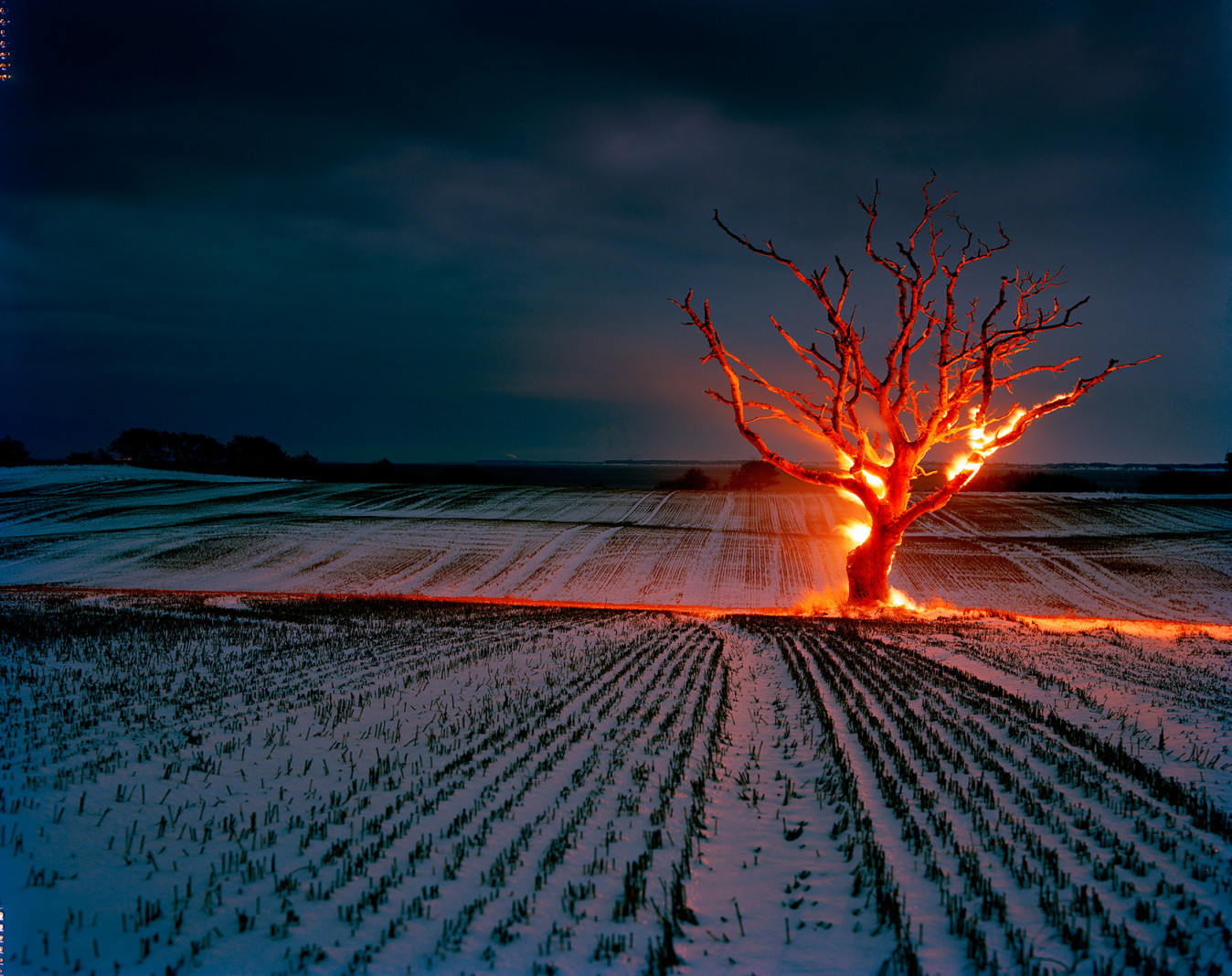 Fotograf Henrik Saxgren fandt ro i den vilde natur</br>Burning Tree, 2010.</br>Foto: Henrik Saxgren
