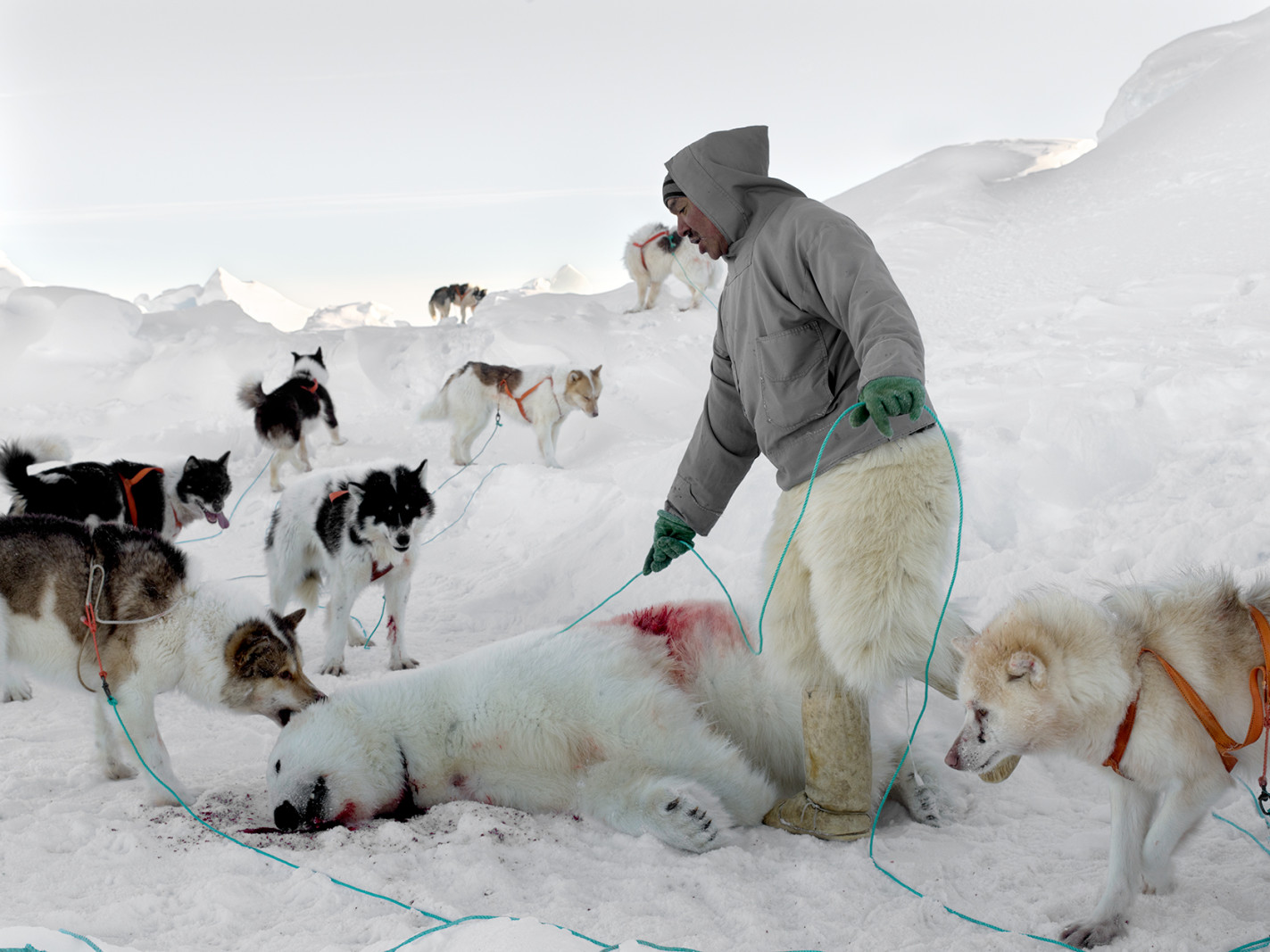 Fotograf Henrik Saxgren fandt ro i den vilde natur</br>Markus med bjørn og hunde, 2016</br>Foto: Henrik Saxgren