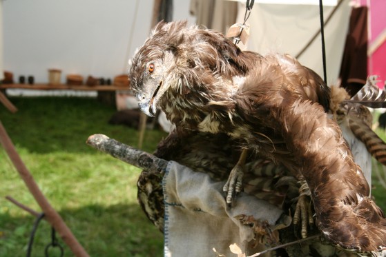 Levende vikinger</br>En fugl sat op i et af vikingelandsbyens telte.</br>Foto: Fine Spind