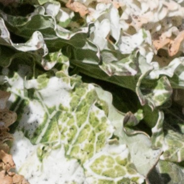 Lydløse kålblade på Instagram</br>Alien eller plante? Med titlen Stok vokser der i januar kålblade frem på Kunsthal Aarhus' Instagram. </br>Foto: Amalie Smith