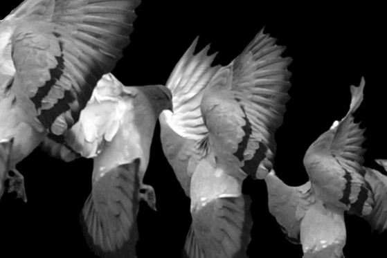 Videokunst på diskret visit i byrummet</br>Jeppe Langes videoværk Pigions viser duer i slow motion.</br>Foto: PR-Foto / Nikolaj Kunsthal