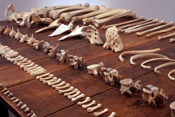 Begæret æder sjælen op</br>Holzer har minutiøst arrangeret knoglerne på bordet. Har hun rekonstrueret den strategiske måde, voldtægt blev brugt under krigen?</br>Foto: PR-foto / Randers Kunstmuseum