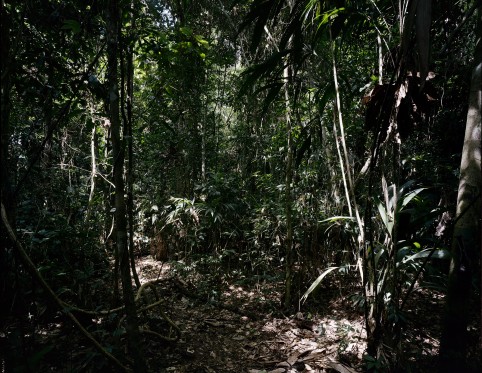 Gigant udstilling på ARoS skal sætte aftryk i Europa</br>I den tyske fotograf Thomas Struths billeder, møder naturen os som en mur.</br>Foto: PR-foto / ARoS - Anders Sune Berg