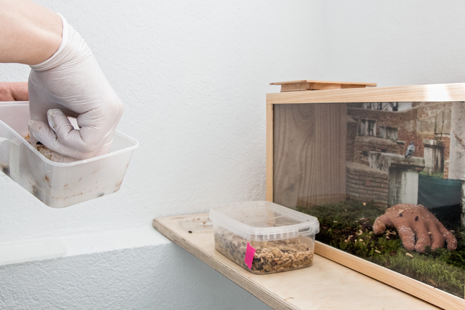 Biologisk og Syntetisk kunst med levende insekter</br>MOTOR består ikke af en fast konstellation, men regner med at vokse i fremtiden. Lige nu er de: Laurits Nymand Svendsen, Malte Klangenberg og Margrét Agnes Iversen.<br />Rethinking MATTER - Biotic Synthetic på Godsbanen</br>Foto: Mariana Gil