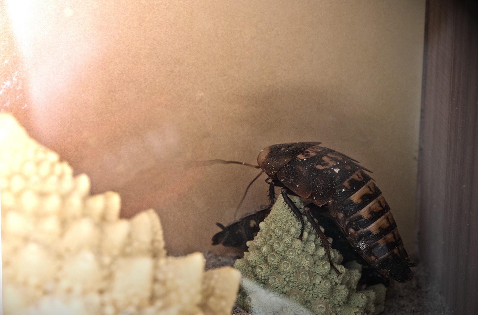 Biologisk og Syntetisk kunst med levende insekter</br>En dødningehovedkakerlak i MOTORs værk Night shortly.<br />Rethinking MATTER - Biotic Synthetic på Godsbanen</br>Foto: Mariana Gil