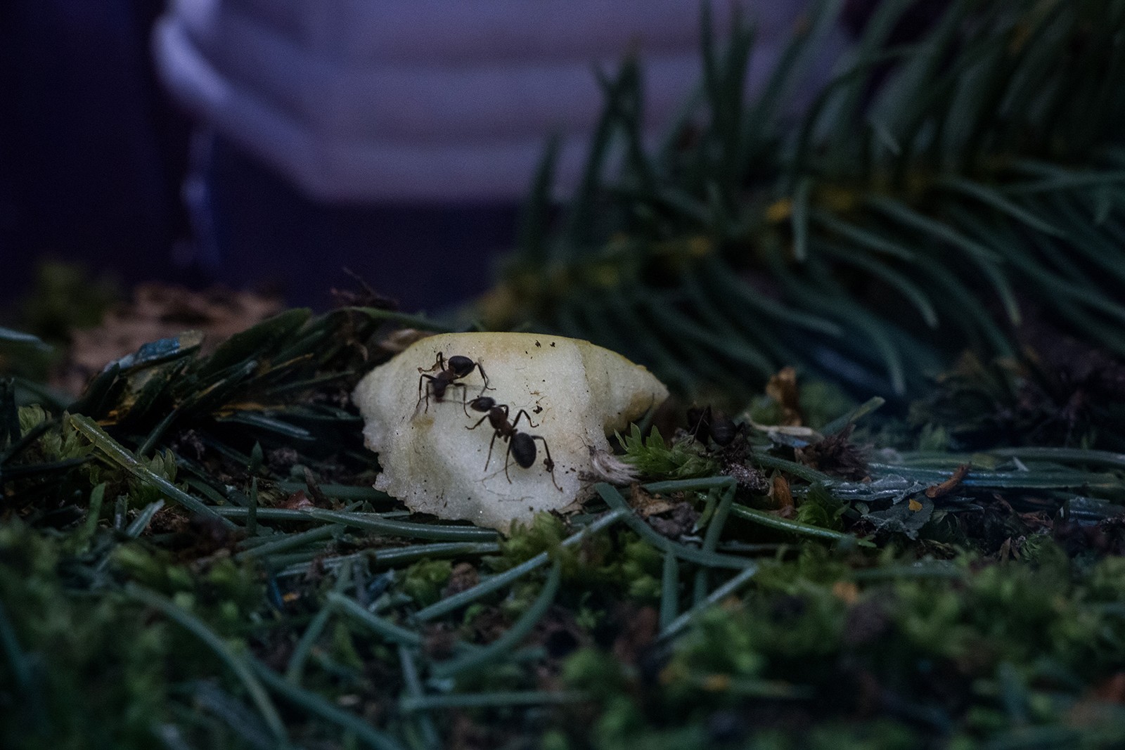 Biologisk og Syntetisk kunst med levende insekter</br>Nærbillede fra MOTORS værk Lending a hand med fluer afstøbning af menneske-hånd i husblas, hundefoder, sukker og skovbund.<br />MOTOR består af kunstnerne består af Laurits Nymand Svendsen, Malte Klangenberg og Margrét Agnes Iversen. <br /></br>Foto: Mariana Gil