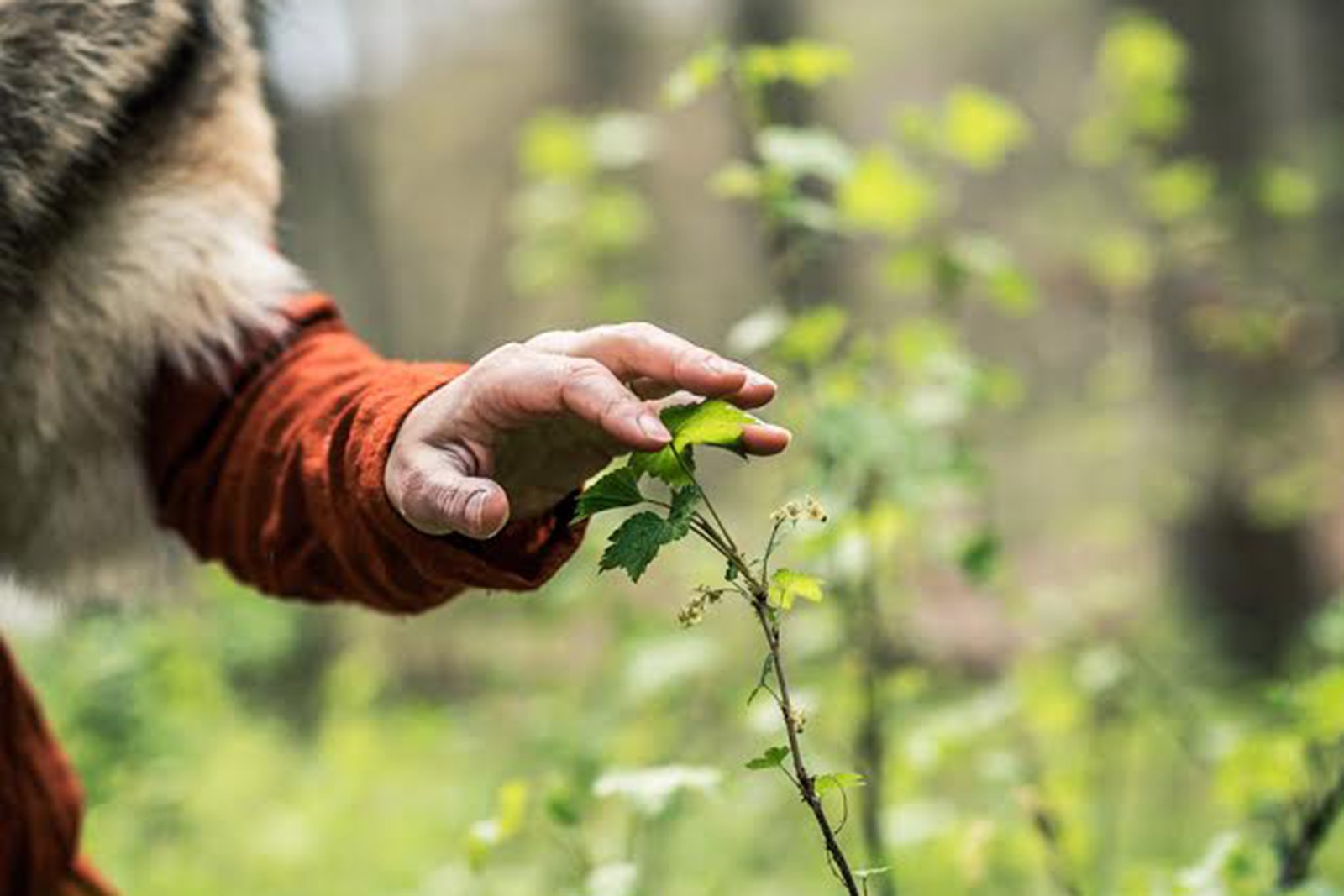 Orms rejse følger slægters gang ad skovstier</br>På Orms rejse har man en helt enestående mulighed for at sanse i naturen. </br>Foto: PR-foto / Wunderland - Iga Kuriata, Moesgaard Museum