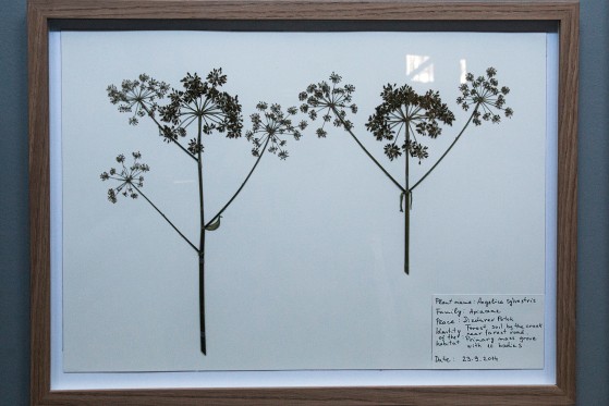 ARoS vælter byen og naturen med verdensstjerner</br>Ismar Cirkinagic: Herbarium, Aros Triennale The Garden.</br>Foto: Mariana Gil