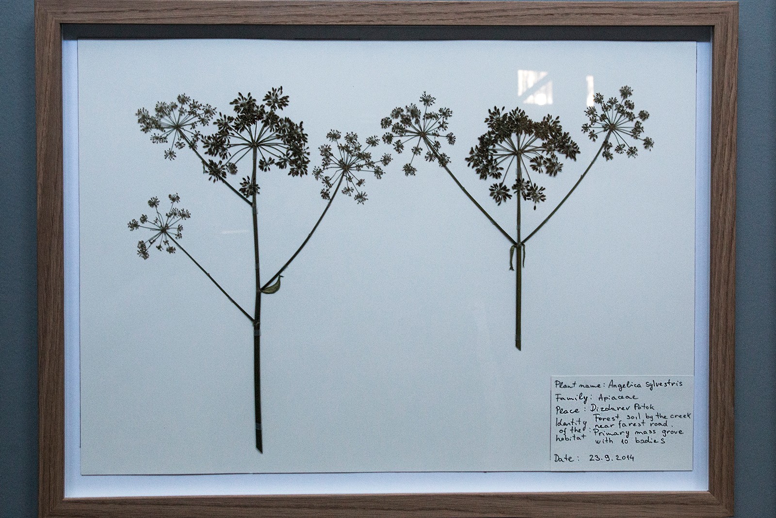 ARoS vælter byen og naturen med verdensstjerner</br>Ismar Cirkinagic: Herbarium, Aros Triennale The Garden.</br>Foto: Mariana Gil