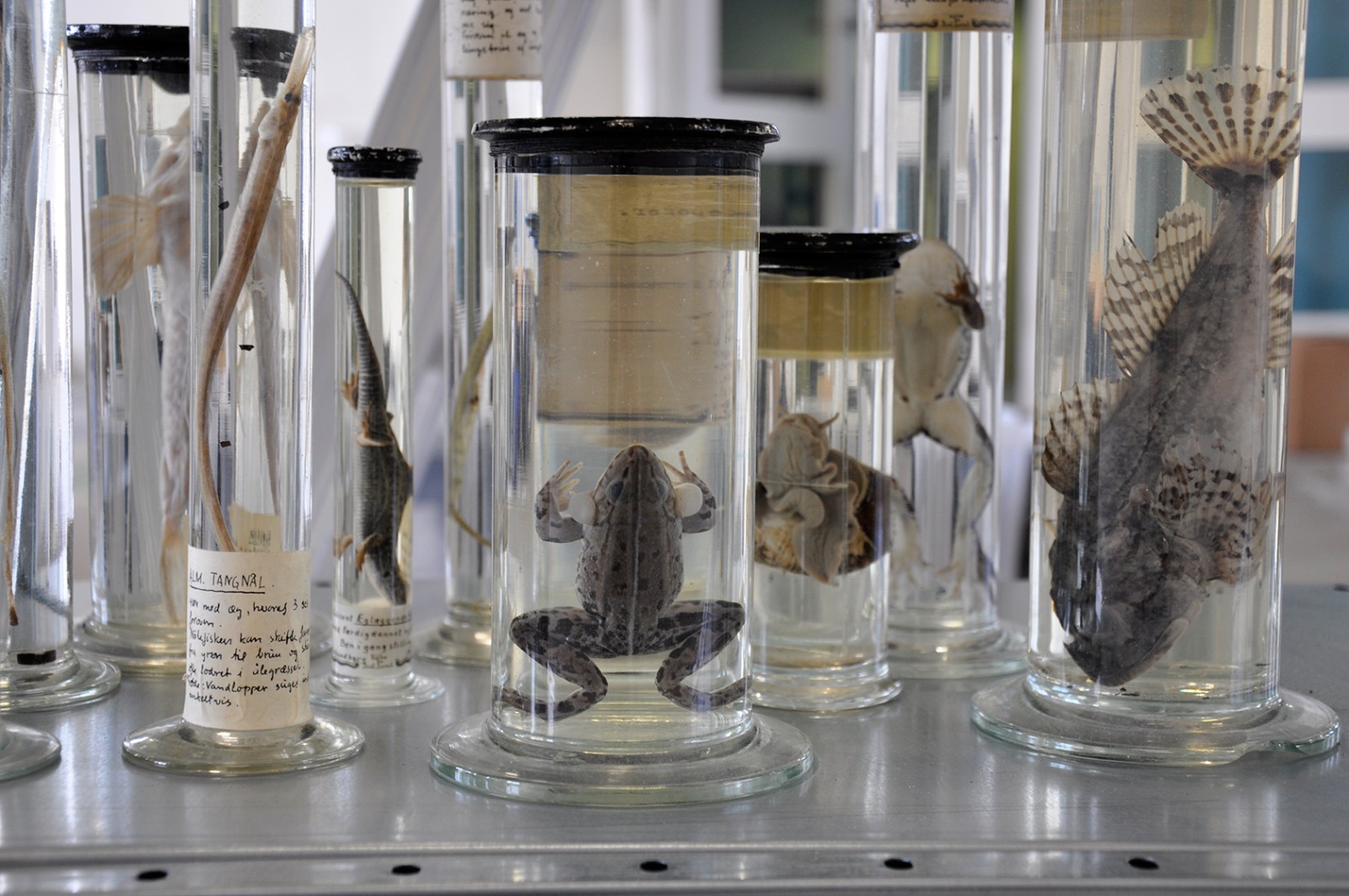 The Catalyst Experiment: Sproget har en fortræffelig evne til at skabe refleksion</br>Morten Søndergård er en af kunstnerne i The Catalyst Experiment.</br>Foto: Sixten Therkildsen 