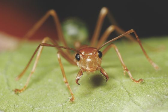 Østre Anlæg invaderes af myrer på CPH Stage</br>Til vandringsforelæsningen kan man høre fra en myreforsker, en hjerneforsker & antropolog samt en scenekunstner, hvad det er, der gør myrer så interessante.</br>Foto: Kim Aaen