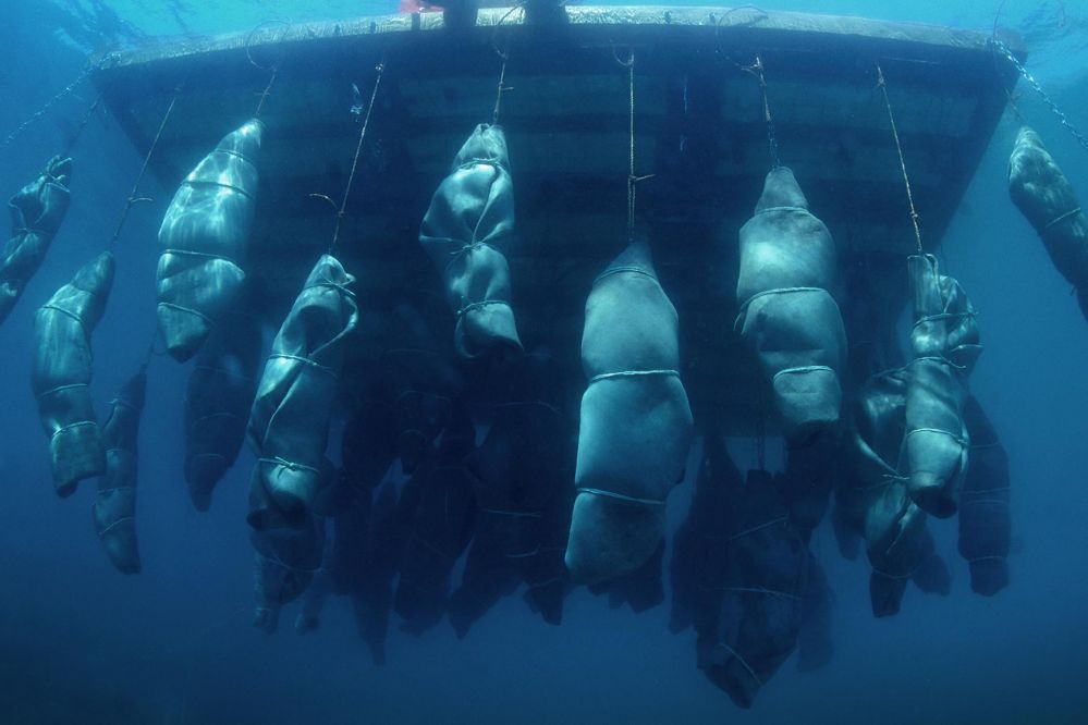 Kunstværk og ny bog om flygtninges  forliste drømme</br></br>Foto: PR-foto / Nikolaj Bendix Skyum Larsen